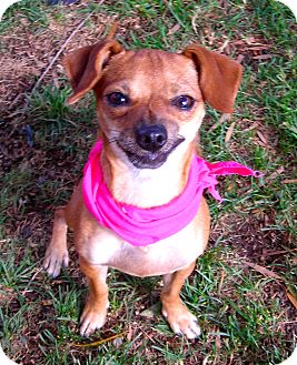 Chihuahua Mix Dog for Sale in El Cajon, California - Rosita Chihuahua Mix Dog for Sale in El Cajon, California - Rosita