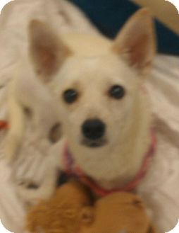 Chihuahua/Dachshund Mix Dog for Sale in Phoenix, Arizona - Blanca Chihuahua/Dachshund Mix Dog for Sale in Phoenix, Arizona - Blanca