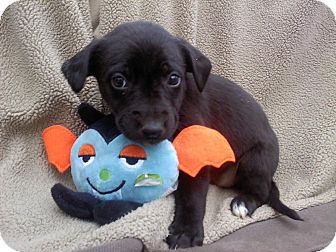 Labrador Retriever Mix Puppy for Sale in Glastonbury, Connecticut - Lucy Louise Labrador Retriever Mix Puppy for Sale in Glastonbury, Connecticut - Lucy Louise