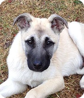 German Shepherd Dog Mix Puppy for Sale in Torrance, California - ERNIE German Shepherd Dog Mix Puppy for Sale in Torrance, California - ERNIE