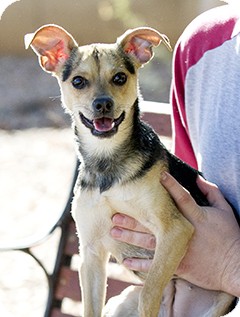 Terrier (Unknown Type, Small)/Chihuahua Mix Puppy for Sale in Phoenix, Arizona - Sneaker - Only $25 adoption! Terrier (Unknown Type, Small)/Chihuahua Mix Puppy for Sale in Phoenix, Arizona - Sneaker - Only $25 adoption!