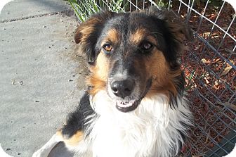 Australian Shepherd Puppy for Sale in Arenas Valley, New Mexico - Mandy Australian Shepherd Puppy for Sale in Arenas Valley, New Mexico - Mandy