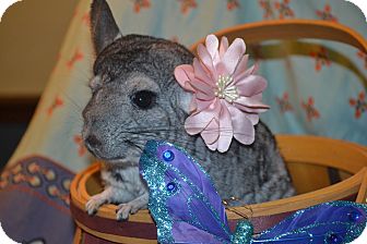 Chinchilla for Sale in Selden, New York - Apache Chinchilla for Sale in Selden, New York - Apache