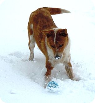 Australian Cattle Dog/Border Collie Mix Dog for Sale in Meridian, Idaho - Bogus Australian Cattle Dog/Border Collie Mix Dog for Sale in Meridian, Idaho - Bogus