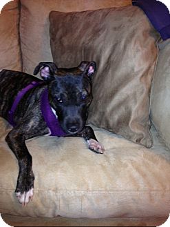 American Staffordshire Terrier Mix Dog for Sale in New York, New York - Pearl American Staffordshire Terrier Mix Dog for Sale in New York, New York - Pearl