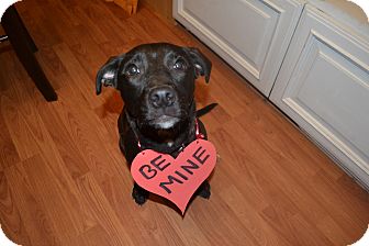 Labrador Retriever Mix Puppy for Sale in Homewood, Alabama - Reagan Labrador Retriever Mix Puppy for Sale in Homewood, Alabama - Reagan