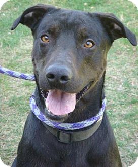 Labrador Retriever Mix Dog for Sale in Red Bluff, California - Cody Labrador Retriever Mix Dog for Sale in Red Bluff, California - Cody