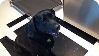 Labrador Retriever Dog for Sale in Sherman, Connecticut - Morrie Labrador Retriever Dog for Sale in Sherman, Connecticut - Morrie