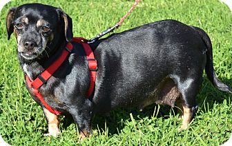 Dachshund Mix Dog for Sale in Simi Valley, California - Noodles Dachshund Mix Dog for Sale in Simi Valley, California - Noodles