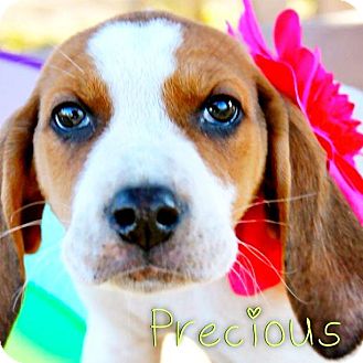 Hound (Unknown Type) Mix Puppy for Sale in Westland, Michigan - Precious Hound (Unknown Type) Mix Puppy for Sale in Westland, Michigan - Precious