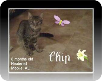 Domestic Mediumhair Cat for Sale in Mobile, Alabama - Chip Domestic Mediumhair Cat for Sale in Mobile, Alabama - Chip