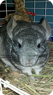 Chinchilla for Sale in Selden, New York - Buttercup Chinchilla for Sale in Selden, New York - Buttercup
