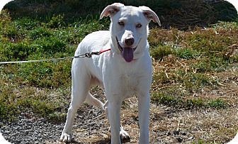 Labrador Retriever Mix Dog for Sale in New cumberland, West Virginia - Dante Labrador Retriever Mix Dog for Sale in New cumberland, West Virginia - Dante