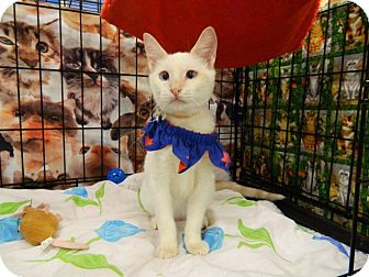 Siamese Cat for Sale in The Colony, Texas - Fancy Pants Siamese Cat for Sale in The Colony, Texas - Fancy Pants