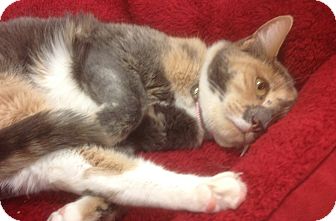 Domestic Mediumhair Cat for Sale in Modesto, California - Athena Domestic Mediumhair Cat for Sale in Modesto, California - Athena