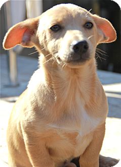 Corgi/Chihuahua Mix Puppy for Sale in Norwalk, Connecticut - Ginnie Corgi/Chihuahua Mix Puppy for Sale in Norwalk, Connecticut - Ginnie