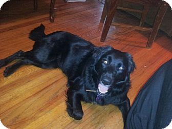 Border Collie/Retriever (Unknown Type) Mix Dog for Sale in Granbury, Texas - Melody Border Collie/Retriever (Unknown Type) Mix Dog for Sale in Granbury, Texas - Melody