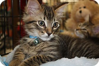 Domestic Shorthair Kitten for Sale in Vero Beach, Florida - Koda Domestic Shorthair Kitten for Sale in Vero Beach, Florida - Koda