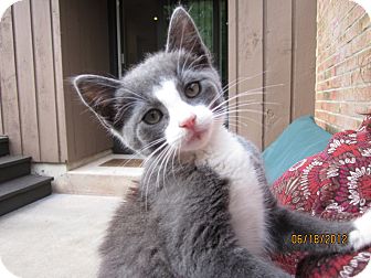 Domestic Shorthair Kitten for Sale in Barnegat, New Jersey - Ana Domestic Shorthair Kitten for Sale in Barnegat, New Jersey - Ana