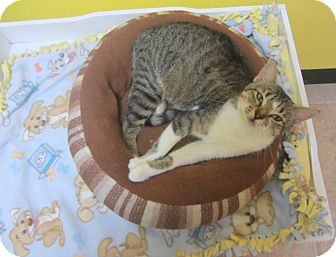 Domestic Shorthair Cat for Sale in Mobile, Alabama - Hannah Domestic Shorthair Cat for Sale in Mobile, Alabama - Hannah