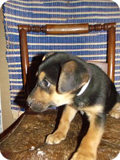 German Shepherd Dog Mix Puppy for Sale in Morgantown, West Virginia - Abby Cadabby German Shepherd Dog Mix Puppy for Sale in Morgantown, West Virginia - Abby Cadabby
