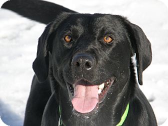 Labrador Retriever Dog for Sale in Meridian, Idaho - Alpine Labrador Retriever Dog for Sale in Meridian, Idaho - Alpine