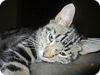 Domestic Shorthair Kitten for Sale in Bunnell, Florida - Shere Khan Domestic Shorthair Kitten for Sale in Bunnell, Florida - Shere Khan