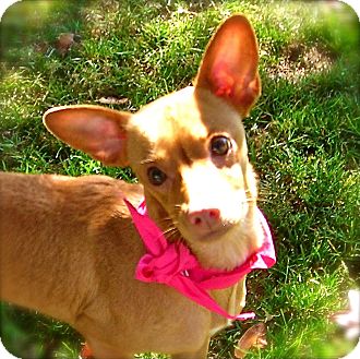 Chihuahua Mix Dog for Sale in El Cajon, California - Pinki Chihuahua Mix Dog for Sale in El Cajon, California - Pinki