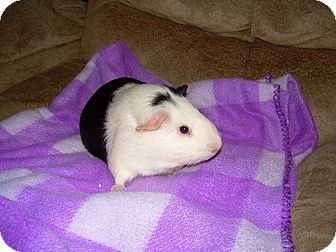 Guinea Pig for Sale in johnson creek, Wisconsin - Mississippi Guinea Pig for Sale in johnson creek, Wisconsin - Mississippi