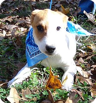 Labrador Retriever/Hound (Unknown Type) Mix Puppy for Sale in Harrisonburg, Virginia - T-bone ($50.00 off) Labrador Retriever/Hound (Unknown Type) Mix Puppy for Sale in Harrisonburg, Virginia - T-bone ($50.00 off)
