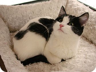 Domestic Shorthair Kitten for Sale in Fountain Hills, Arizona - SMOOCH Domestic Shorthair Kitten for Sale in Fountain Hills, Arizona - SMOOCH