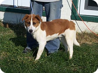 Pointer/Labrador Retriever Mix Dog for Sale in Germantown, Maryland - Tom Pointer/Labrador Retriever Mix Dog for Sale in Germantown, Maryland - Tom