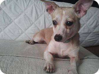 Chihuahua Mix Dog for Sale in Los Angeles, California - Ruby- perfectly trained/calm Chihuahua Mix Dog for Sale in Los Angeles, California - Ruby- perfectly trained/calm