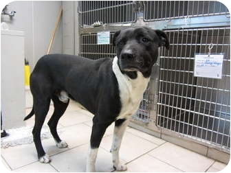 Labrador Retriever/American Staffordshire Terrier Mix Dog for Sale in San Diego, California - Robbie Labrador Retriever/American Staffordshire Terrier Mix Dog for Sale in San Diego, California - Robbie