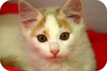 Domestic Shorthair Kitten for Sale in Mesa, Arizona - Vincent Domestic Shorthair Kitten for Sale in Mesa, Arizona - Vincent