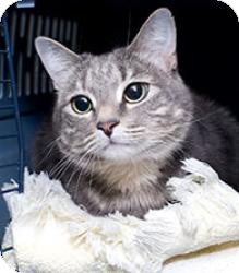 Domestic Shorthair Cat for Sale in Salem, New Hampshire - Dari Domestic Shorthair Cat for Sale in Salem, New Hampshire - Dari