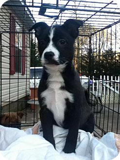 Border Collie Mix Puppy for Sale in Newtown, Connecticut - Ophelia Border Collie Mix Puppy for Sale in Newtown, Connecticut - Ophelia