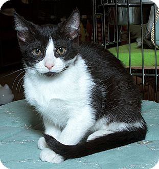 Domestic Shorthair Cat for Sale in Sacramento, California - Andi Domestic Shorthair Cat for Sale in Sacramento, California - Andi