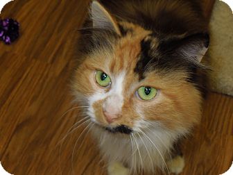 Domestic Mediumhair Cat for Sale in Medina, Ohio - Sasha Domestic Mediumhair Cat for Sale in Medina, Ohio - Sasha