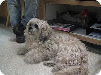 Shih Tzu Mix Dog for Sale in Hamilton, Montana - Windsor Shih Tzu Mix Dog for Sale in Hamilton, Montana - Windsor