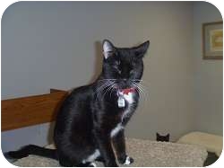 Domestic Shorthair Cat for Sale in Hamburg, New York - Shelby Domestic Shorthair Cat for Sale in Hamburg, New York - Shelby