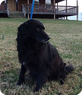 Border Collie Mix Dog for Sale in Windham, New Hampshire - Margie (Urgent $100 off) Border Collie Mix Dog for Sale in Windham, New Hampshire - Margie (Urgent $100 off)