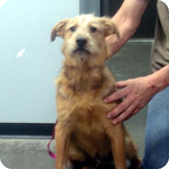 Airedale Terrier Mix Dog for Sale in hagerstown, Maryland - Cedric Airedale Terrier Mix Dog for Sale in hagerstown, Maryland - Cedric