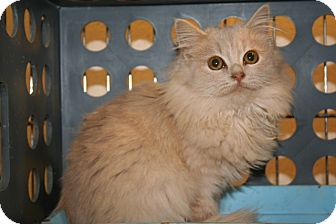American Shorthair Kitten for Sale in Allentown, Pennsylvania - Princess Camomille American Shorthair Kitten for Sale in Allentown, Pennsylvania - Princess Camomille