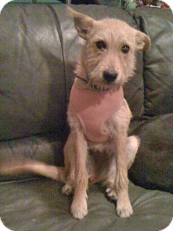 Terrier (Unknown Type, Medium)/Irish Terrier Mix Puppy for Sale in Phoenix, Arizona - Gracie Terrier (Unknown Type, Medium)/Irish Terrier Mix Puppy for Sale in Phoenix, Arizona - Gracie
