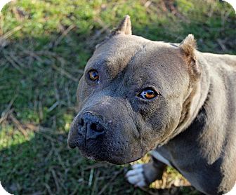 American Staffordshire Terrier Mix Dog for Sale in Tinton Falls, New Jersey - Merlot American Staffordshire Terrier Mix Dog for Sale in Tinton Falls, New Jersey - Merlot