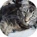 Domestic Longhair Kitten for Sale in Vancouver, British Columbia - Maggie Domestic Longhair Kitten for Sale in Vancouver, British Columbia - Maggie