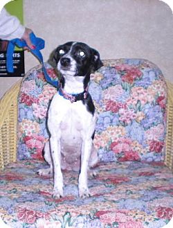 Terrier (Unknown Type, Small) Mix Dog for Sale in New Castle, Pennsylvania - Terrier (Unknown Type, Small) Mix Dog for Sale in New Castle, Pennsylvania -