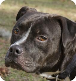 Labrador Retriever Mix Dog for Sale in Gainesville, Florida - Potter Labrador Retriever Mix Dog for Sale in Gainesville, Florida - Potter