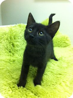 Domestic Shorthair Kitten for Sale in Irvine, California - Brando Domestic Shorthair Kitten for Sale in Irvine, California - Brando